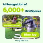 Smart Bird Feeder with Camera, AI Identify 6000+ Species, Solar Powered,Eco-friendly Wooden, Ideal Gift, Cyan - Image 3